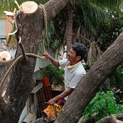 Ravi Tree Cutting Services Tree Cutting Remove Trim